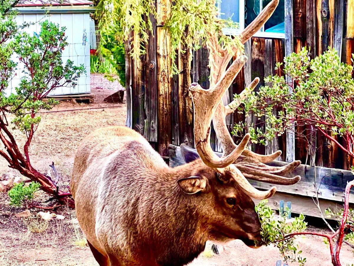Villa Hidden Gem Retreat In The Heart Of Payson Exterior foto